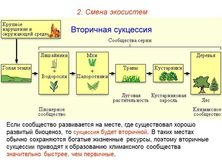 Объясните причины смены экосистем изображенных на рисунке от а б в г 2