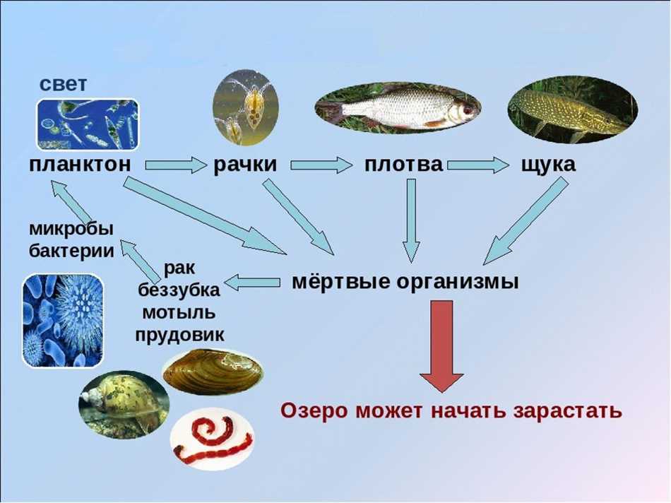 Каких пресноводных простейших вы знаете. Схема круговорота веществ в сообществе водоема. Круговорот веществ водоема схема 3. Схема круговорота веществ в водоеме. Круговорот веществ в озере.